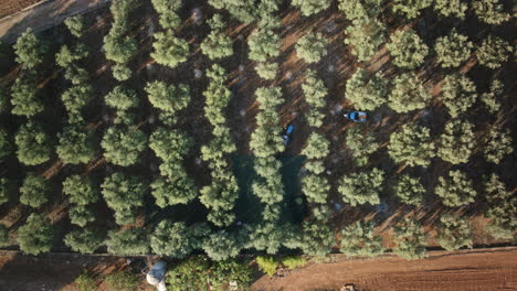 tiempo de cierre de arriba hacia abajo aéreo de los trabajadores en una granja de olivos cosecha