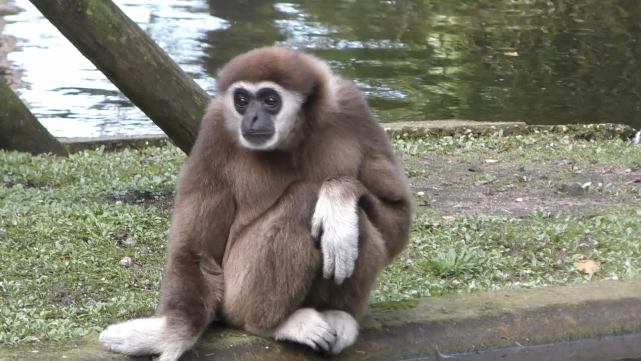 White-handed Gibbon Monkey - Lar Gibbon Curiously Looking Around While Sitting On Bank Of Pond Inside A Wildlife Zoo. - close up