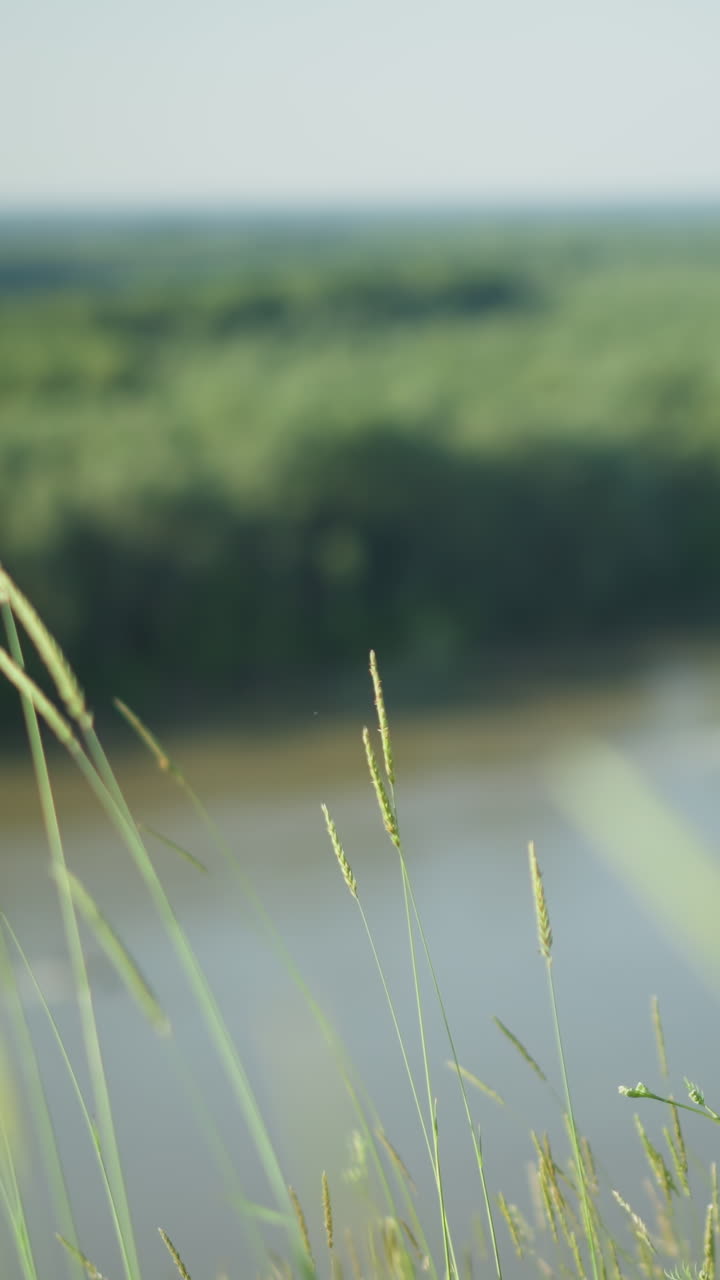 바람에 흔들리는 높은 풀에 초점을 맞추는 조용한 클로즈업, 배경에는 호수와 울창한 숲의 흐릿한 시야가 있습니다.