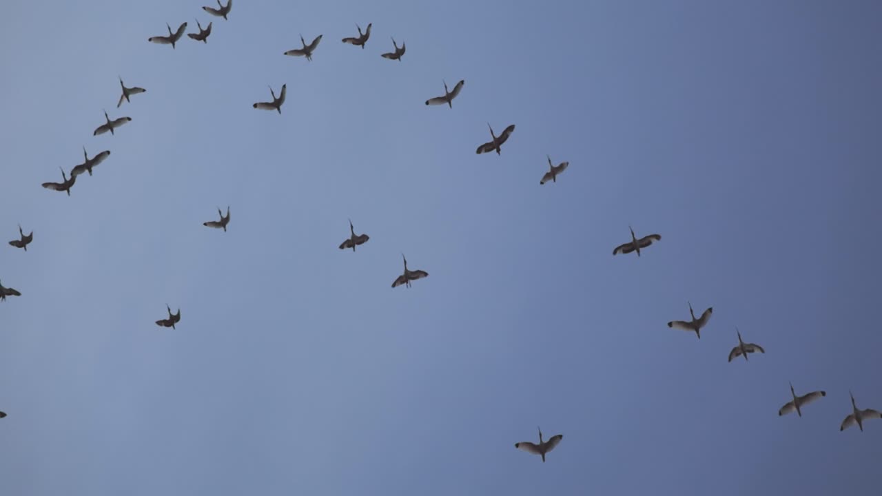 Sjøfugler svever på himmelen, flakser med vingene mens de glir i skiftende formasjon, silhuetter mot blå himmel