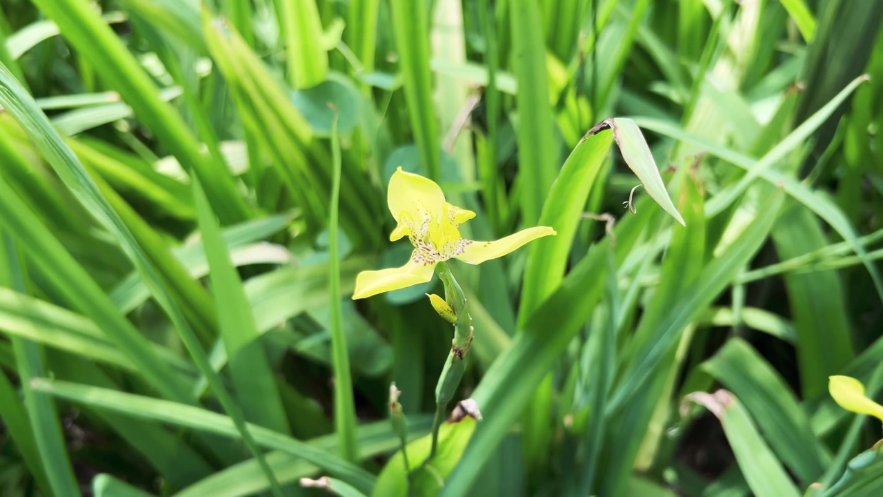 Fiore di Iris Giallo 'Walking Iris' che sboccia in un Giardino Rigoglioso