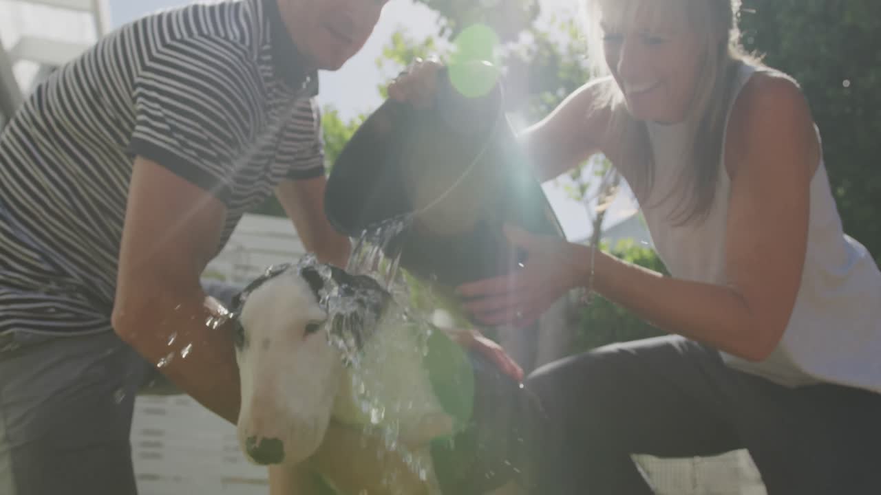 una pareja de perros lavando en su jardín
