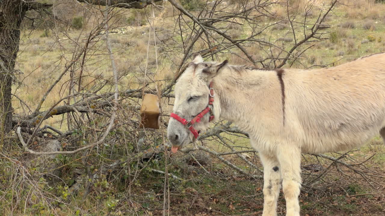 Asino che lecca una pietra di sale per cavalli in un pascolo rurale.