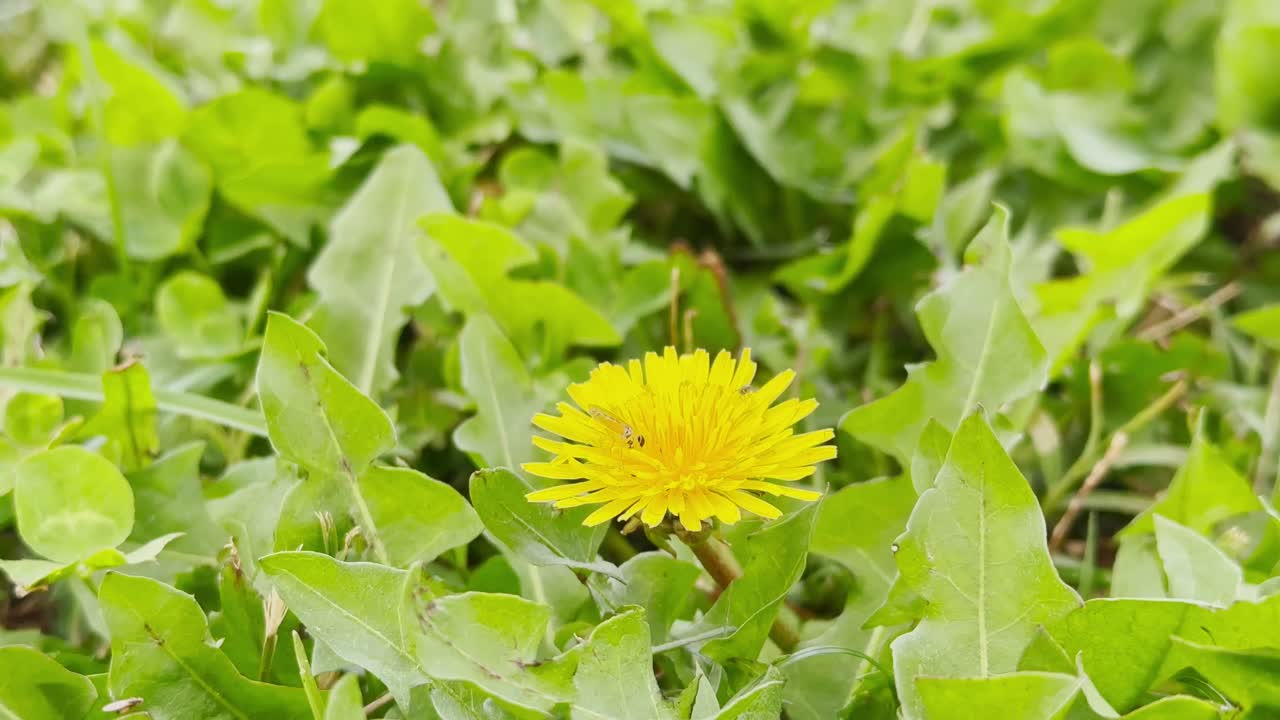 Dandelion plant in its first form and with its yellow flowers in the Wind