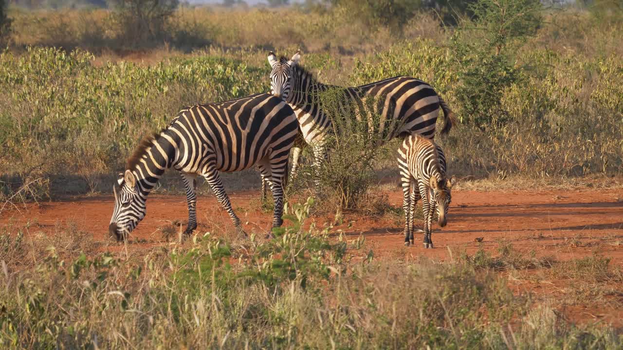 Zebras Grazing in African Savanna. A herd of zebras peacefully grazes in the grassy savanna under clear skies, surrounded by acacia trees and dry vegetation in a natural African landscape.