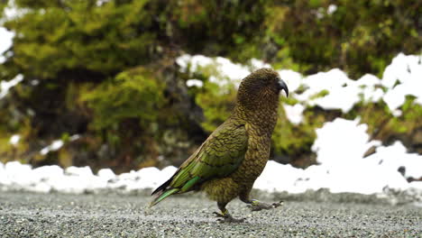 kea el loro alpino más grande aislado caminando solo en un camino de montaña