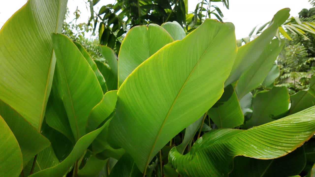Tropical plant garden luxuriant green leaf nature up-close rain season Sri Lanka