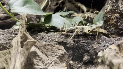 stick-insect-moving-slowly-across-the-forest-floor-well-camouflaged-spaned-insect