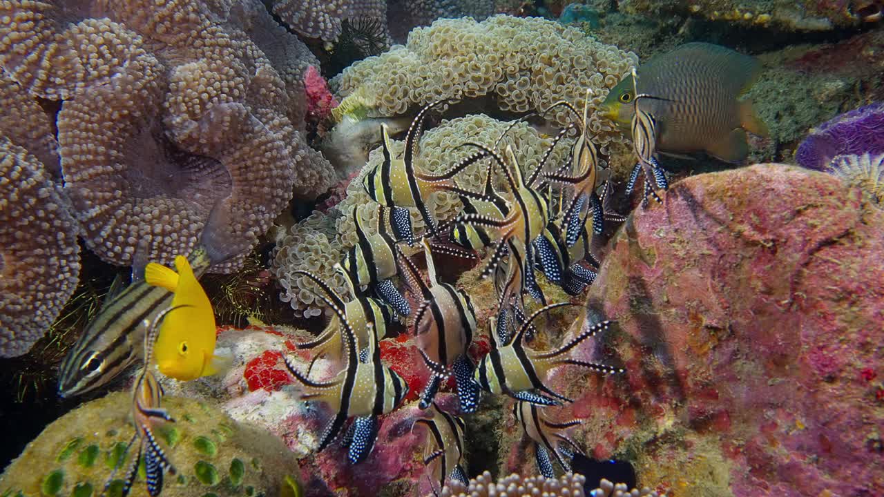 Wide shot shot of a small school of Banggai cardinalfish next to anemones and other colorful fish, filmed in Lembeh Straits, Indonesia 1 of 3, 60fps