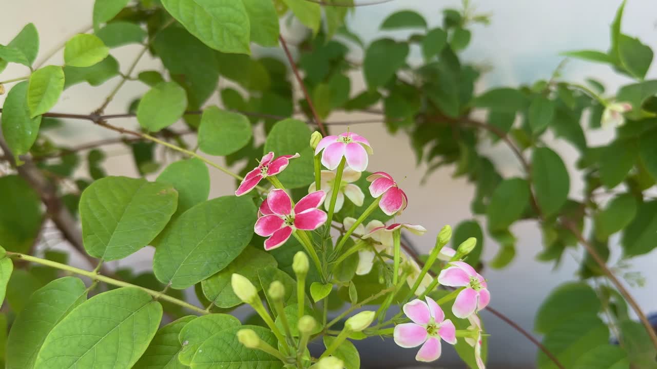 closeup of Madhumalti Creeper flower blooming in the garden
also known as Rangoon Creeper madhurilata Combretum Indicum