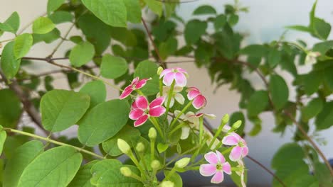 closeup of madhumalti creeper flower blooming in the garden
also known as rangoon creeper madhurilata combretum indicum