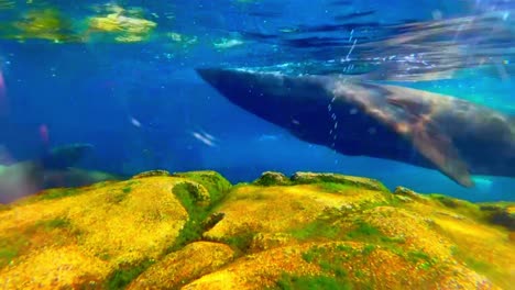 sea lions swimming by at the aquarium of the pacific in long beach ca