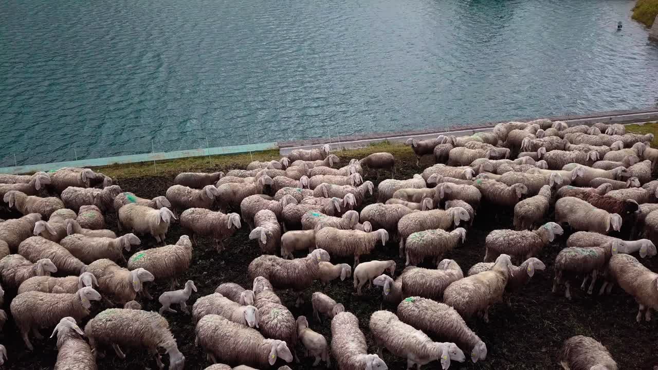 rebaño de ovejas pastando en el borde del lago de la presa de fedaia en la zona montañosa de dolomita del norte de italia, toma aérea de drones a la derecha