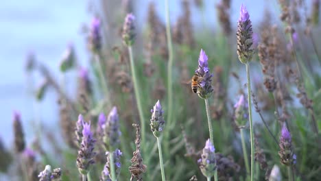 Handheld-slow-motion-clip-of-a-bee-sipping-on-lavender-flowers