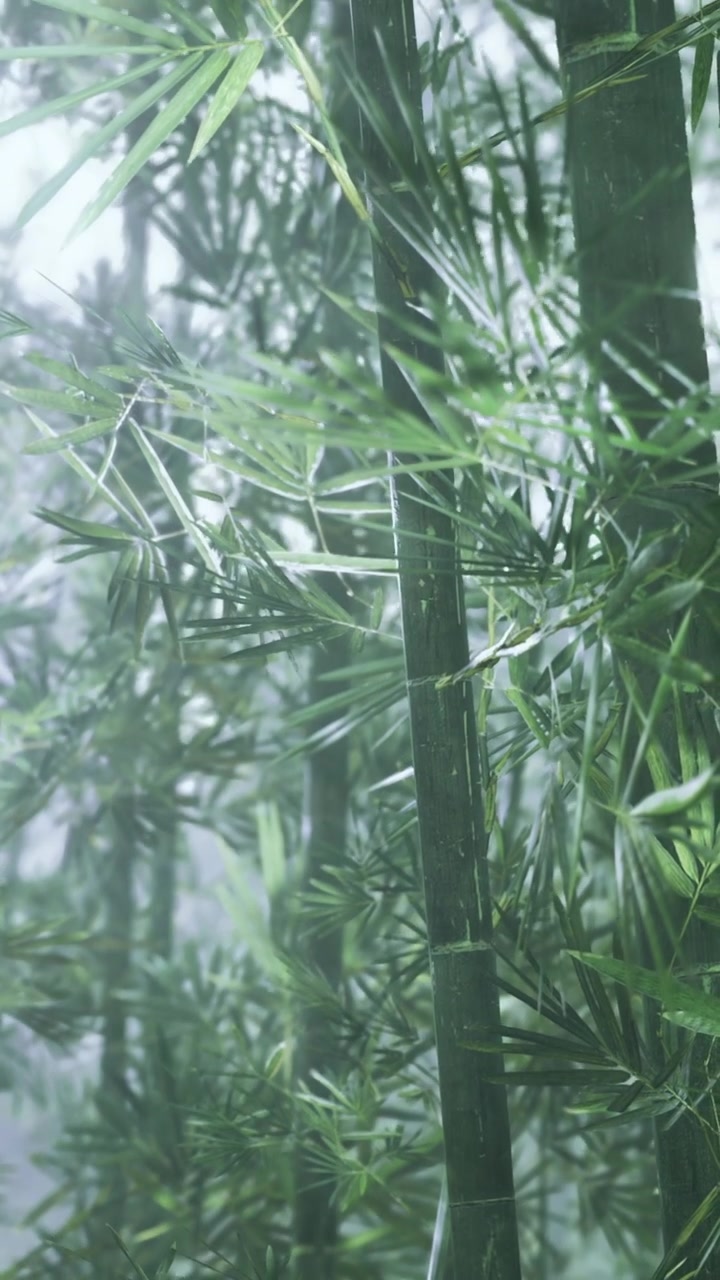 Foresta di bambù con nebbia che copre l'area di giorno.