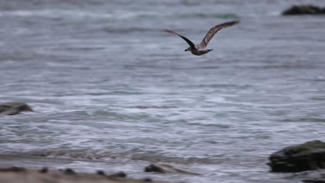 Seagull-flies-above-the-rock-reefs-and-ocean-at-Point-Dume-State-nature-preserve-beach-park-in-Malibu,-California