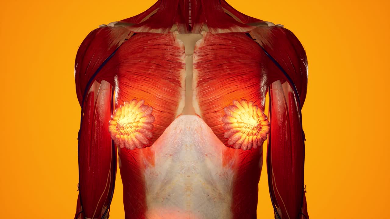 여성 몸의 해부학적 3d 애니메이션 - 피부 아래의 근육 및 혈관 구조 - 유방 해부학