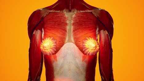 anatomical 3d animation of women's body. muscle and vessels structure under skin. breast anatomy.