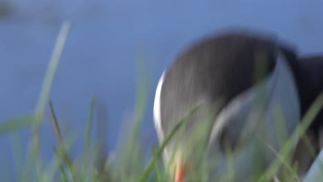 nice closeup of a cute puffin posing on the coast of iceland near latrabjarg 17