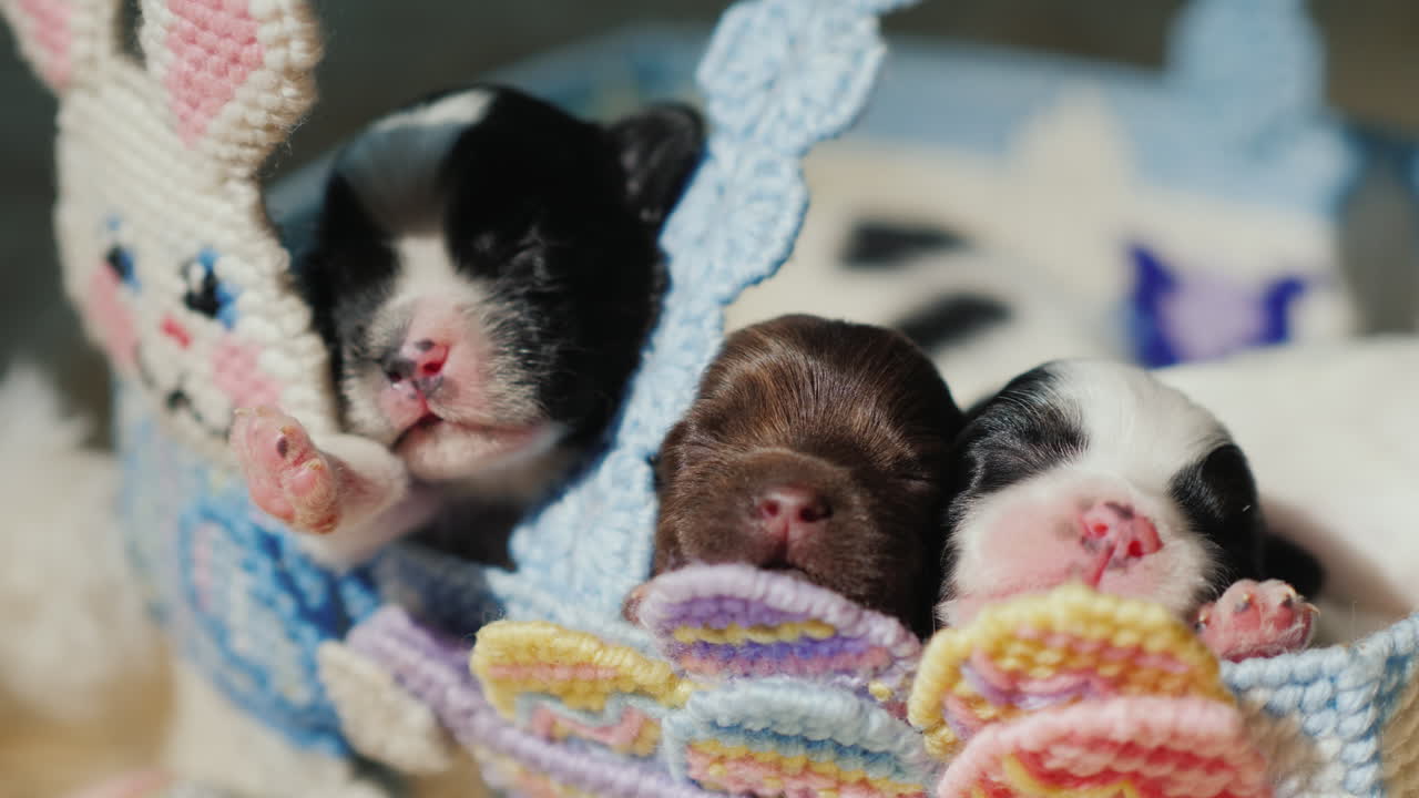 cachorro recién nacido cerca de los huevos de pascua 05