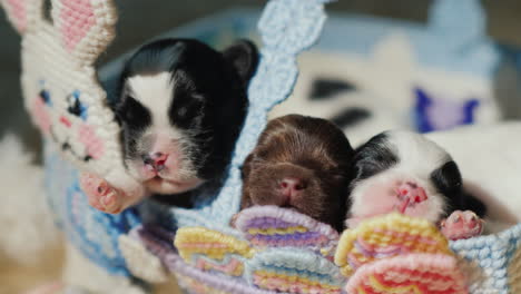 newborn puppy near easter eggs 05