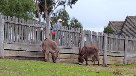 two donkeys peacefully grazing near a wooden fence