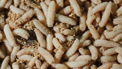 close-up of live maggots