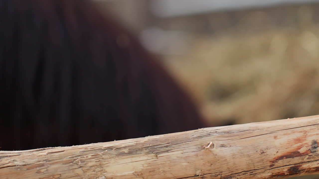 vista cercana de un animal con cabestro y un fondo de campo, inspección detallada de un caballo en un entorno rústico y tranquilo, primer plano detallado de un caballo con cabestro en medio de una escena rural