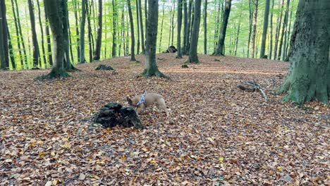 Bulldog-Francés-Explorando-Rocas-En-El-Parque-Forestal-Con-Hojas-De-Otoño-Caídas