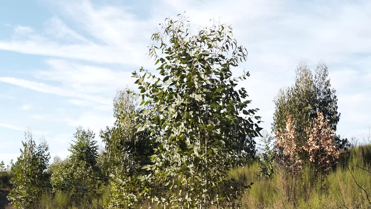 Vista ravvicinata di alcuni alberi di eucalipto. Una vista serena di alberi di eucalipto che si ergono alti sotto un cielo aperto, le loro foglie strette che luccicano alla luce mentre il vento si muove silenzioso attraverso il boschetto.
