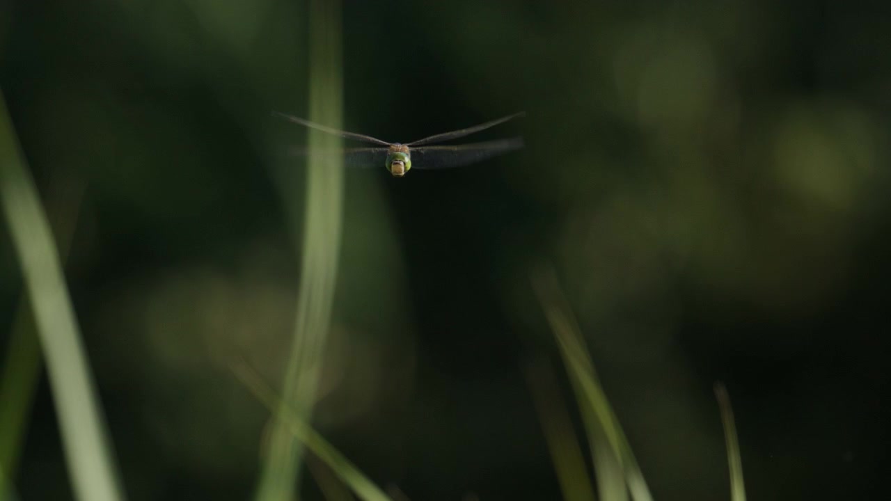 Primo piano di una libellula in volo stazionario con uno sfondo sfocato