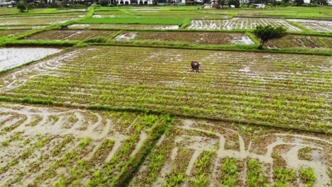 water-buffalo-feed-in-a-rice-field