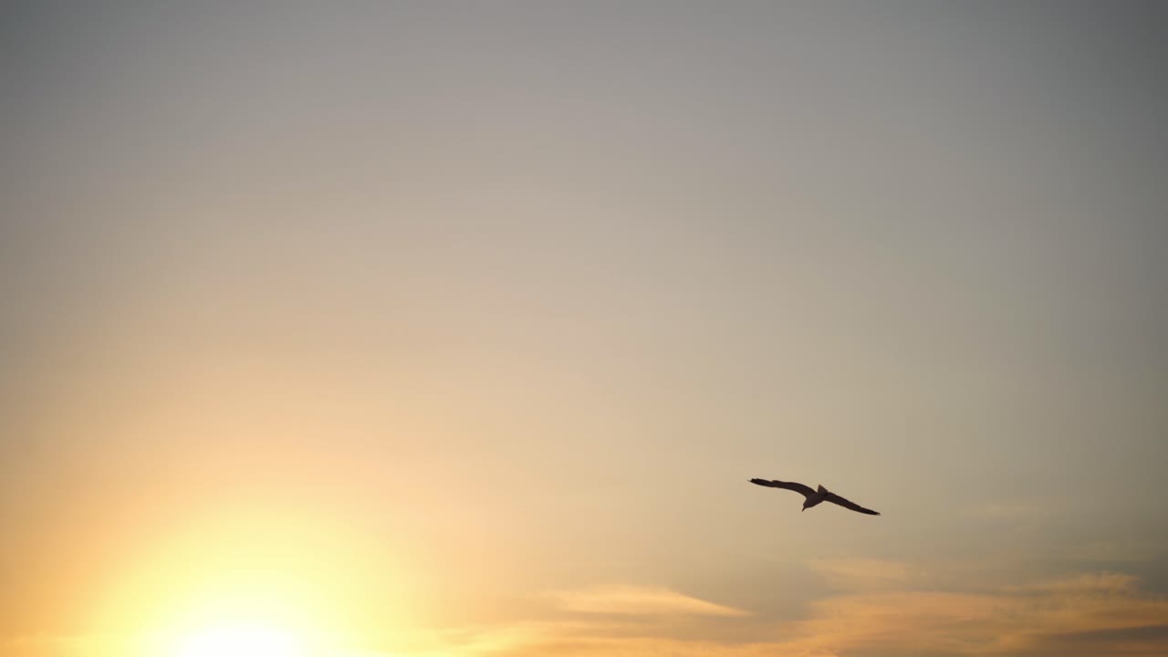 Seagulls flying at orange sunset. Many gull birds flying over the houses and trees near the sea in the evening.