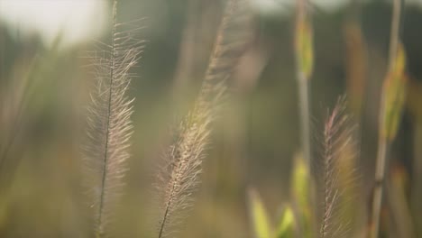 Nahaufnahme-Von-Pflanzen,-Unscharfer-Hintergrund-In-Der-Natur,-Detailliertes-Kraut