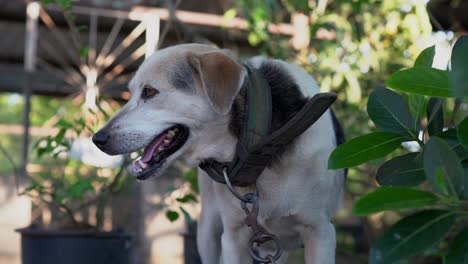 Dog-standing-outside-on-leash-in-backyard-on-sunny-day,-closeup