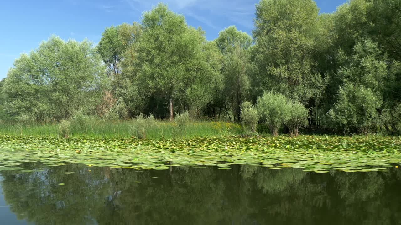 강변 근처에서 보트를 타고 물 식물을 통해 여름 밝은 날 4k, uhd