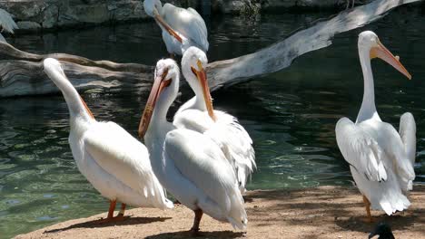 pelicans preening their feathers camera pulling back to reveal more of the birds