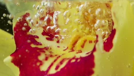 close-up of an orchid petal with bubbles