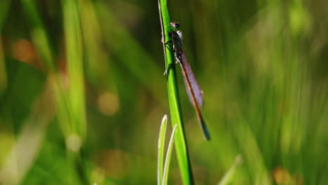 Un-Primer-Plano-De-Un-Insecto-En-La-Hoja-De-Hierba-Verde-Revela-Detalles-Intrincados-De-Su-Pequeño-Cuerpo-Y-Delicadas-Alas