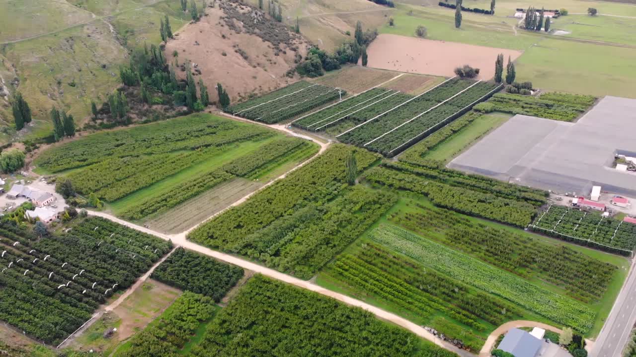 Large cherry orchard in green valley of New Zealand flying over with a drone