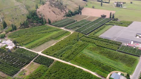 large cherry orchard in green valley of new zealand flying over with a drone