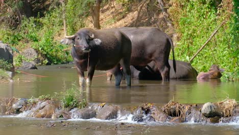 herd of water buffalo in shallow river during summer in thailand