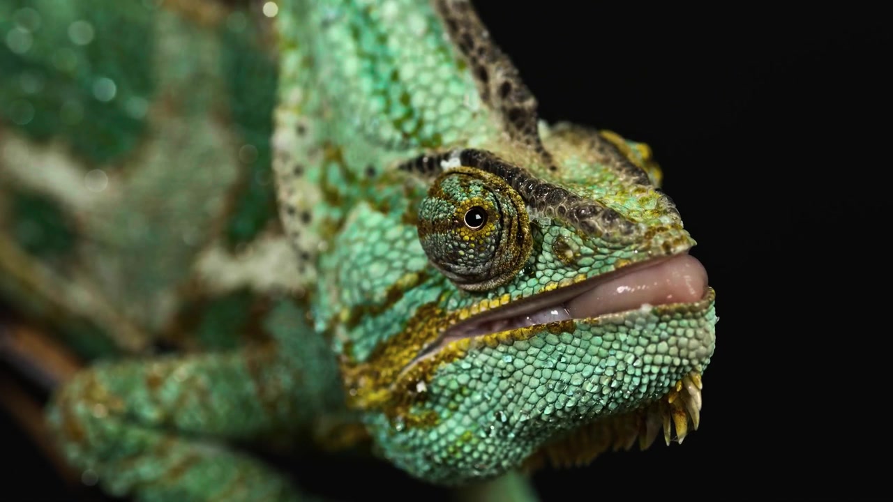 Una impresionante vista macro cinematográfica de primer plano extremo que captura el ojo en forma de torreta de un camaleón velado moviéndose de forma independiente junto a intrincadas escamas de piel con patrón de mosaico.
