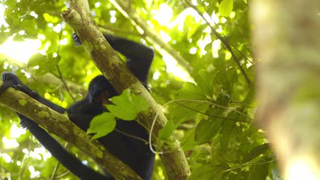 mono araña sentado aferrado a una rama rascando el dosel de la selva amazónica y mirando hacia abajo