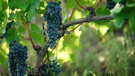 Hände-Schneiden-Reife-Rote-Trauben-Im-Weinberg