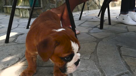 young brown bulldog