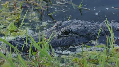 alligator hiding in the weeds ready to ambush