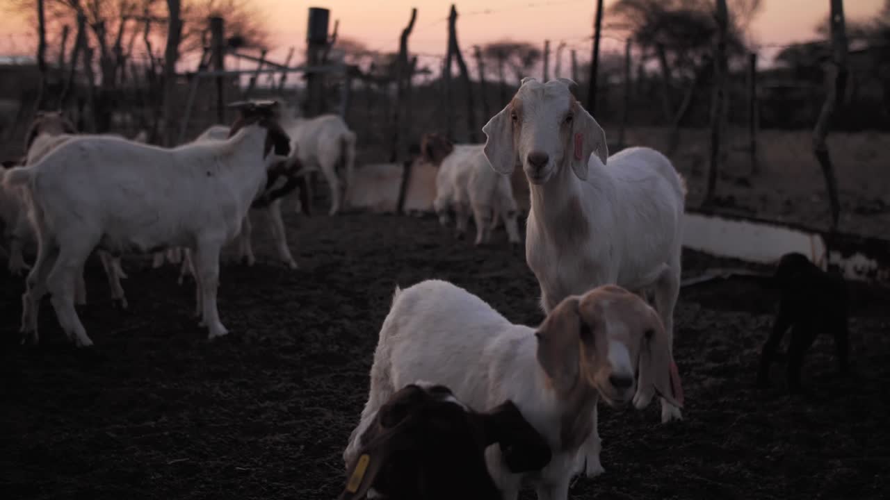 Gregge di capre in un kraal al crepuscolo.