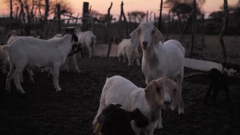 Herd-of-Goats-in-Kraal-at-Dusk