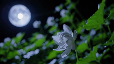 white lotus flower in moonlight